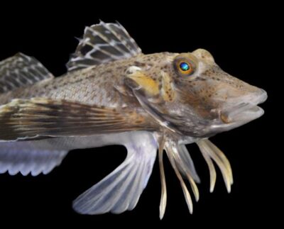 Põhja-ogakukk, sea robin (Prionotus carolinus). Foto: Anik Grearson