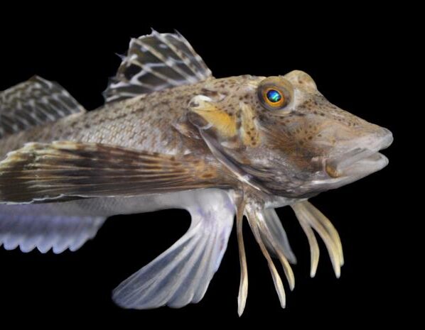 Põhja-ogakukk, sea robin (Prionotus carolinus). Foto: Anik Grearson