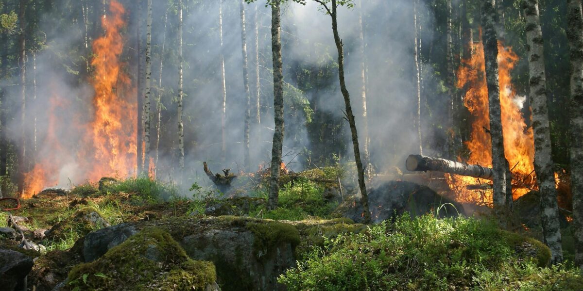Photo by Pixabay: https://www.pexels.com/photo/forest-on-fire-51951/