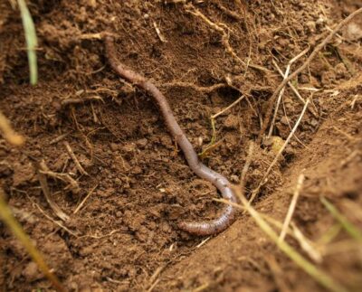 A new study in the journal Environmental Science and Technology tested the effects of conventional polyester fibres and two bio-based fibres –viscose and lyocell – on earthworms, a species critical to the health of soils globally