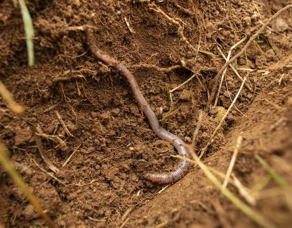 A new study in the journal Environmental Science and Technology tested the effects of conventional polyester fibres and two bio-based fibres –viscose and lyocell – on earthworms, a species critical to the health of soils globally
