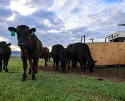 Lihaveised Montanas, Dillonis asuvas rantšos. Veised saavad merevetikalisandit masinast, mis mõõdab ühtlasi ka veiste metaaniheidet. Foto: Paulo de Méo Filho, UC Davis