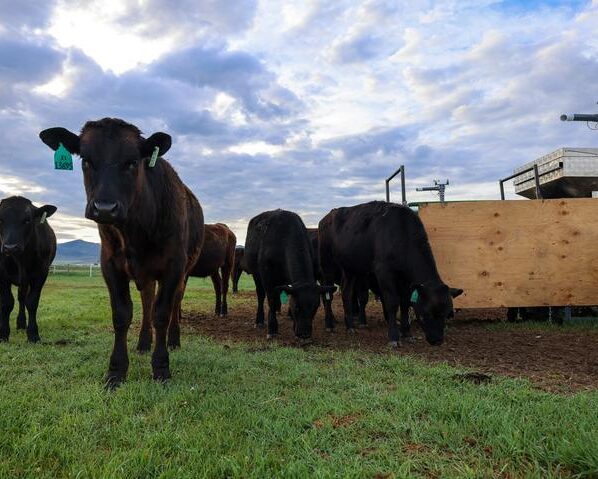 Lihaveised Montanas, Dillonis asuvas rantšos. Veised saavad merevetikalisandit masinast, mis mõõdab ühtlasi ka veiste metaaniheidet. Foto: Paulo de Méo Filho, UC Davis