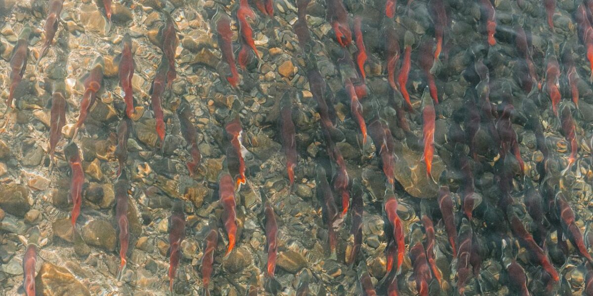 Photo by Line Knipst: https://www.pexels.com/photo/view-of-salmons-swimming-in-a-body-of-water-19768979/