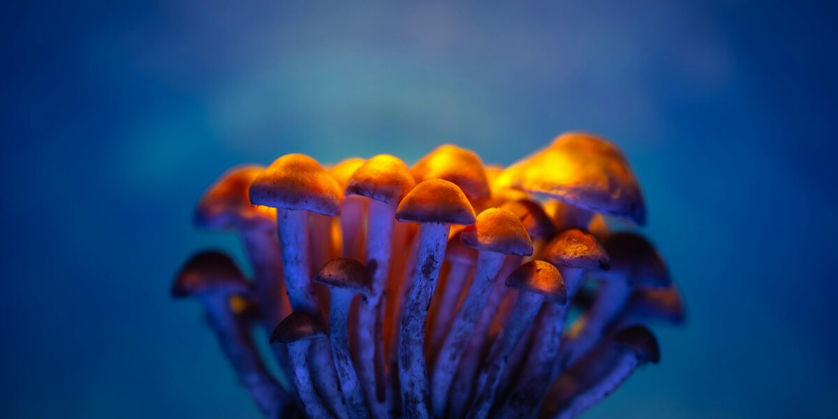 Photo by Marek Piwnicki: https://www.pexels.com/photo/brown-mushrooms-in-close-up-photography-13695329/