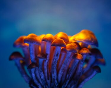 Photo by Marek Piwnicki: https://www.pexels.com/photo/brown-mushrooms-in-close-up-photography-13695329/