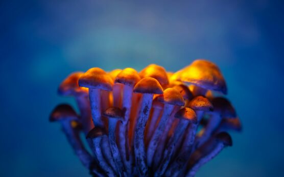 Photo by Marek Piwnicki: https://www.pexels.com/photo/brown-mushrooms-in-close-up-photography-13695329/