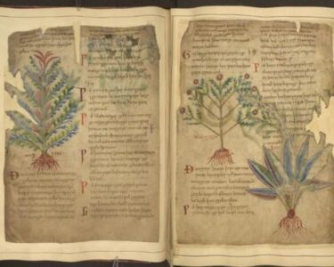 Keskaegsed käsikirjad, näiteks Cotton MS Vitellius C III, toovad esile ravimtaimede kasutusviise, mis peegeldavad tänapäevaseid heaolutrende. Foto The British Library