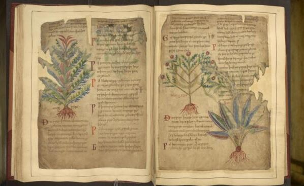 Keskaegsed käsikirjad, näiteks Cotton MS Vitellius C III, toovad esile ravimtaimede kasutusviise, mis peegeldavad tänapäevaseid heaolutrende. Foto The British Library