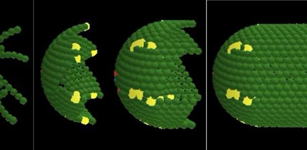 Matemaatilise modelleerimisega saadud pilt näitab, kuidas inimese jämesoole rakud aja jooksul uuenevad ja organiseeruvad. Illustratsioon ChristianaCare