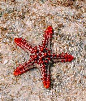 Photo by Kadin Eksteen : https://www.pexels.com/photo/starfish-in-body-of-water-8953721/