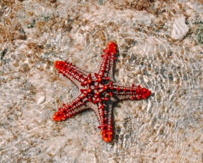 Photo by Kadin Eksteen : https://www.pexels.com/photo/starfish-in-body-of-water-8953721/