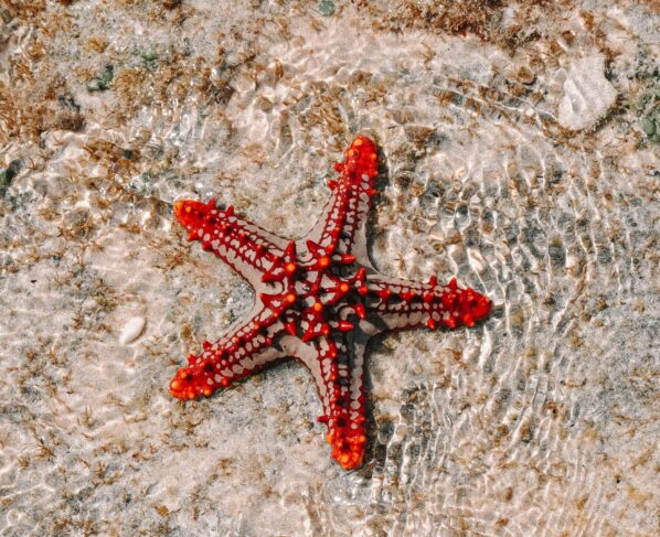 Photo by Kadin Eksteen : https://www.pexels.com/photo/starfish-in-body-of-water-8953721/