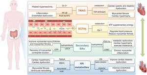 Soolestiku mikrobioota poolt tekkinud toitumismetaboliitide toimemehhanismid südamepuudulikkuse korral. Genes & Diseases