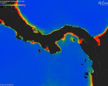 Äärmiselt madalad klorofülli kontsentratsioonid Panamat ümbritsevates vetes (sinine = madal, punane = kõrge) 2025. aasta veebruaris, mis näitavad 2025. aasta upwelling’u ärajäämist Panamalahel — esimest korda vähemalt 40 aasta jooksul. Foto Aaron O’Dea