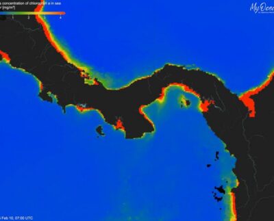 Äärmiselt madalad klorofülli kontsentratsioonid Panamat ümbritsevates vetes (sinine = madal, punane = kõrge) 2025. aasta veebruaris, mis näitavad 2025. aasta upwelling’u ärajäämist Panamalahel — esimest korda vähemalt 40 aasta jooksul. Foto Aaron O’Dea