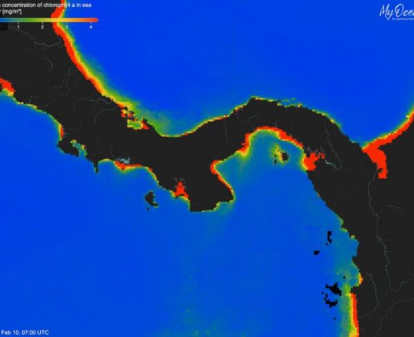Äärmiselt madalad klorofülli kontsentratsioonid Panamat ümbritsevates vetes (sinine = madal, punane = kõrge) 2025. aasta veebruaris, mis näitavad 2025. aasta upwelling’u ärajäämist Panamalahel — esimest korda vähemalt 40 aasta jooksul. Foto Aaron O’Dea