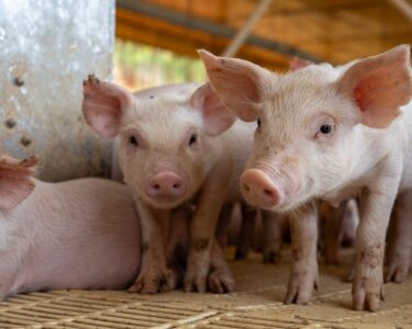 Photo by Giulia Botan: https://www.pexels.com/photo/close-up-of-piglets-in-a-farm-pen-29738142/