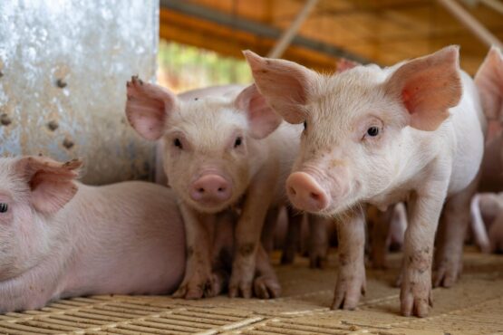 Photo by Giulia Botan: https://www.pexels.com/photo/close-up-of-piglets-in-a-farm-pen-29738142/