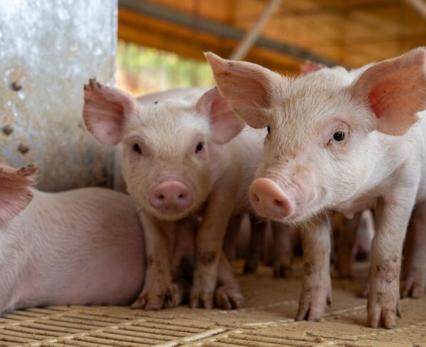 Photo by Giulia Botan: https://www.pexels.com/photo/close-up-of-piglets-in-a-farm-pen-29738142/