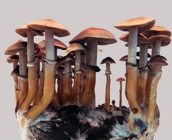 Psilocybe cubensis. Felix Blei, Leibniz-HKI
