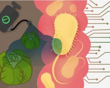 Chemicals that have a toxic effect on human gut bacteria include pesticides, like herbicides and insecticides, that are sprayed onto food crops. These chemicals stifle the growth of gut bacteria thought to be vital for health. Illustratsioon: Ailen Fernandez-Lande, University of Cambridge