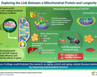 Uues uuringus näitavad Jaapani teadlased, et mitokondriaalne valk COX7RP võib mängida võtmerolli mitokondrite energiatõhususe tõstmisel, mis toob kaasa mitte ainult pikema eluea, vaid ka tervelt elatud aastate pikenemise. Illustratsioon: Dr. Satoshi Inoue from Tokyo Metropolitan Institute for Geriatrics and Gerontology, Japan.