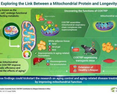 Uues uuringus näitavad Jaapani teadlased, et mitokondriaalne valk COX7RP võib mängida võtmerolli mitokondrite energiatõhususe tõstmisel, mis toob kaasa mitte ainult pikema eluea, vaid ka tervelt elatud aastate pikenemise. Illustratsioon: Dr. Satoshi Inoue from Tokyo Metropolitan Institute for Geriatrics and Gerontology, Japan.