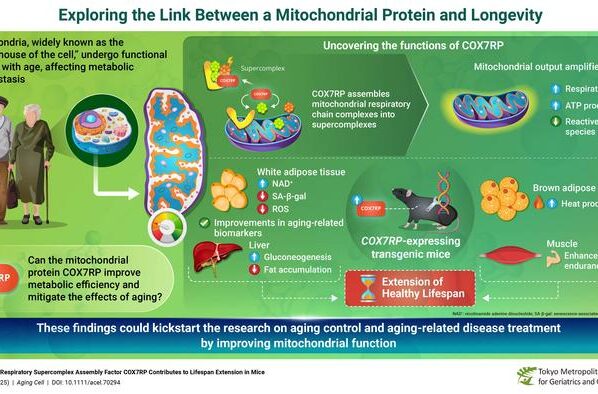 Uues uuringus näitavad Jaapani teadlased, et mitokondriaalne valk COX7RP võib mängida võtmerolli mitokondrite energiatõhususe tõstmisel, mis toob kaasa mitte ainult pikema eluea, vaid ka tervelt elatud aastate pikenemise. Illustratsioon: Dr. Satoshi Inoue from Tokyo Metropolitan Institute for Geriatrics and Gerontology, Japan.
