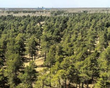 Taklamakani äär põõsastikega tänapäeval.