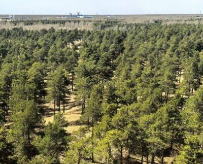 Taklamakani äär põõsastikega tänapäeval.