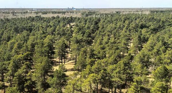 Taklamakani äär põõsastikega tänapäeval.