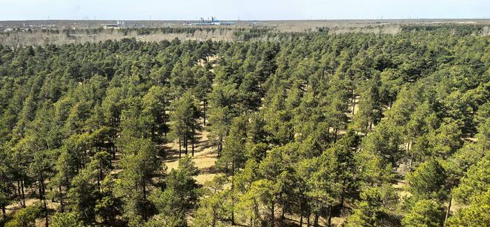 Kõrbe haljastamine kannab vilja