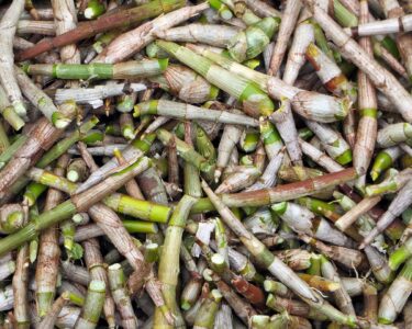 Image by DEZALB from Pixabay