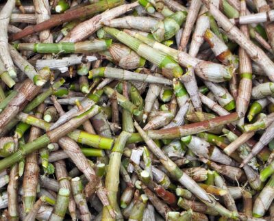 Image by DEZALB from Pixabay