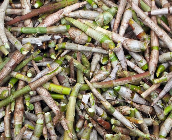 Image by DEZALB from Pixabay