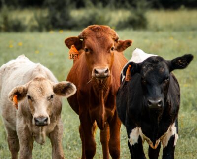 Photo by Chance Lowe: https://www.pexels.com/photo/calves-with-ear-tags-5261629/