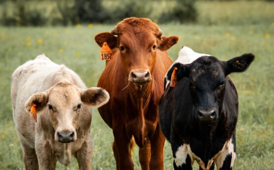 Photo by Chance Lowe: https://www.pexels.com/photo/calves-with-ear-tags-5261629/