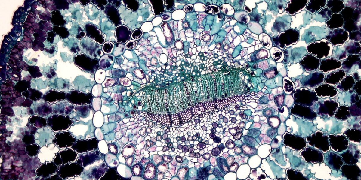 Photo by Fayette Reynolds M.S.: https://www.pexels.com/photo/cell-seen-under-microscope-11198527/