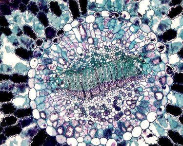 Photo by Fayette Reynolds M.S.: https://www.pexels.com/photo/cell-seen-under-microscope-11198527/