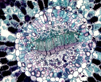 Photo by Fayette Reynolds M.S.: https://www.pexels.com/photo/cell-seen-under-microscope-11198527/