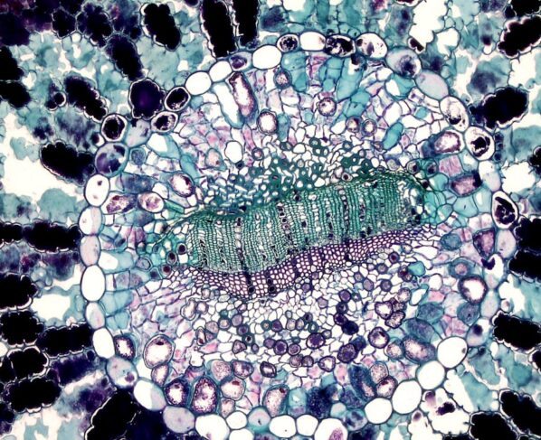 Photo by Fayette Reynolds M.S.: https://www.pexels.com/photo/cell-seen-under-microscope-11198527/