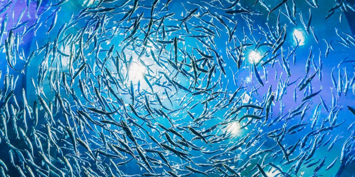 Photo by Harrison Haines: https://www.pexels.com/photo/underwater-photography-of-school-of-fish-3536511/