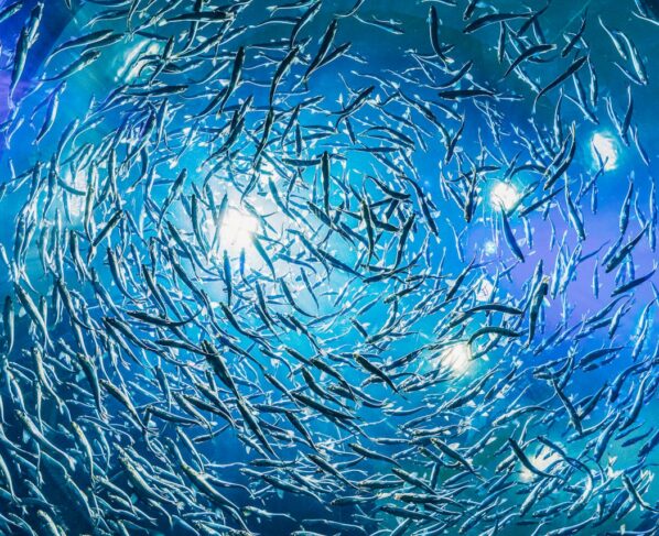 Photo by Harrison Haines: https://www.pexels.com/photo/underwater-photography-of-school-of-fish-3536511/