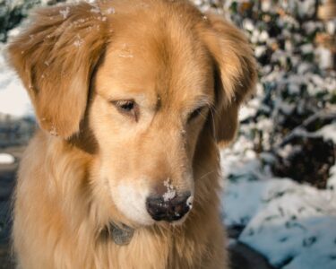 Photo by Jonathan Meyer: https://www.pexels.com/photo/adult-golden-retriever-close-up-photo-752385/