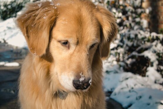 Photo by Jonathan Meyer: https://www.pexels.com/photo/adult-golden-retriever-close-up-photo-752385/