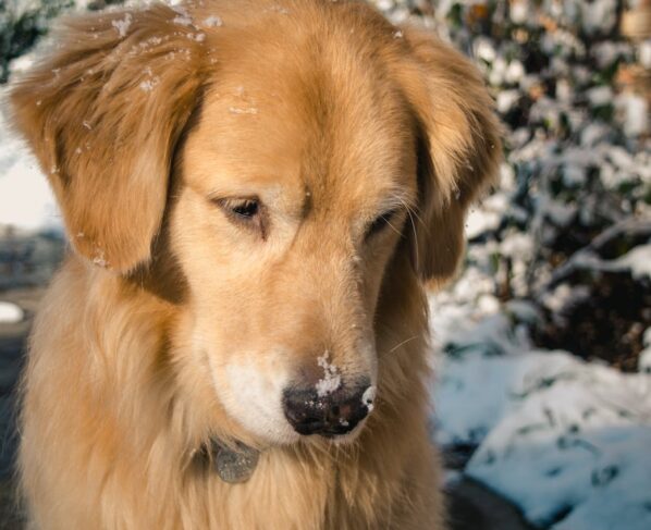 Photo by Jonathan Meyer: https://www.pexels.com/photo/adult-golden-retriever-close-up-photo-752385/